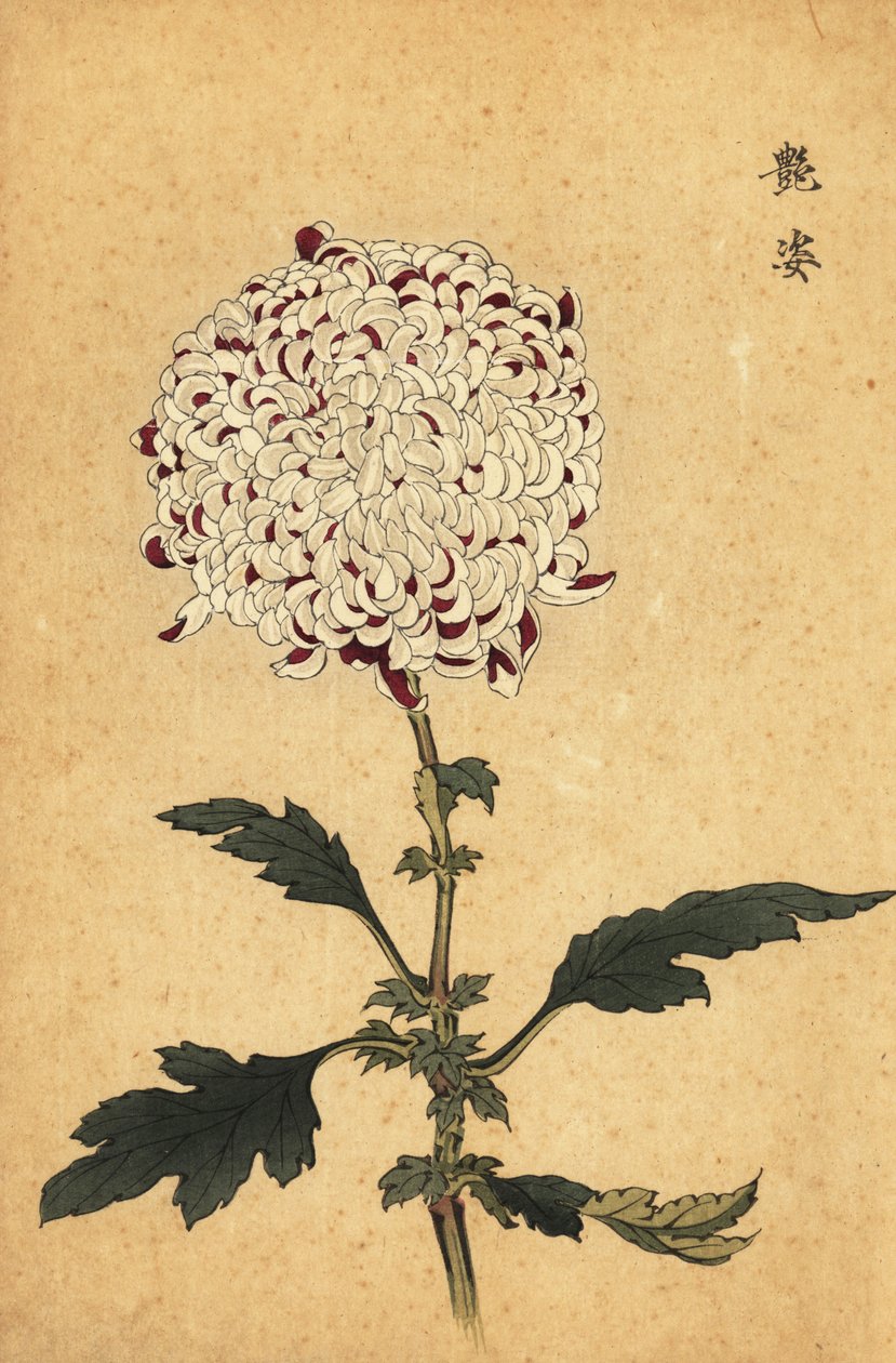Hybrid hvid og lilla pompon krysantemum., 1893 (gravering) af Keika Hasegawa
