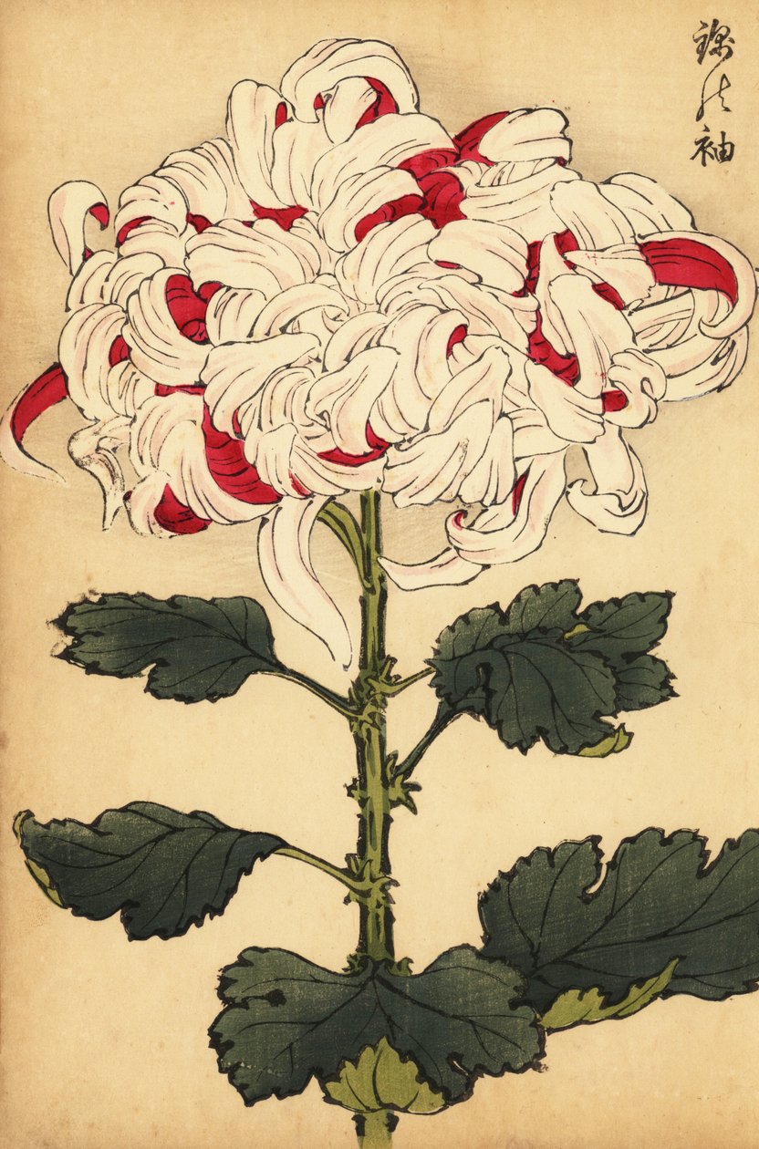Hybrid hvid og skarlagen krysantemum., 1893 (gravering) af Keika Hasegawa