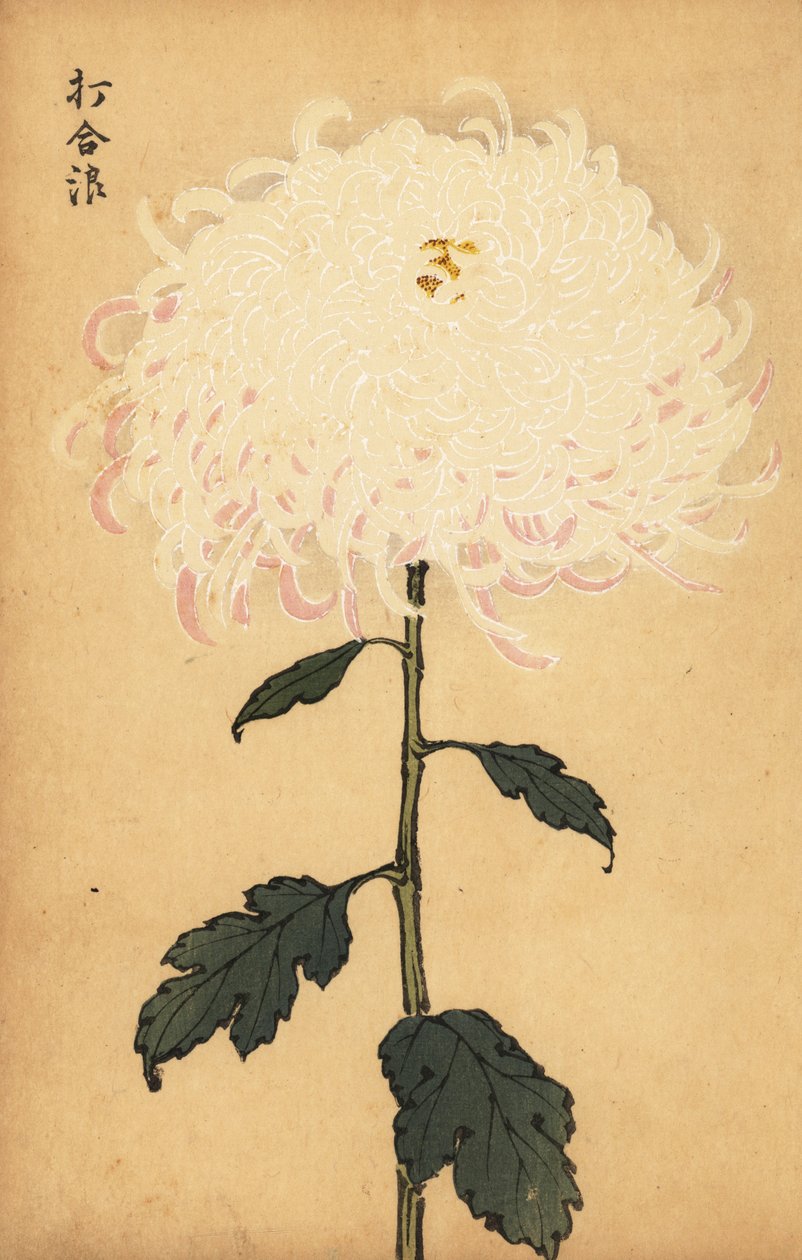 Hybrid hvid krysantemum., 1893 (gravering) af Keika Hasegawa