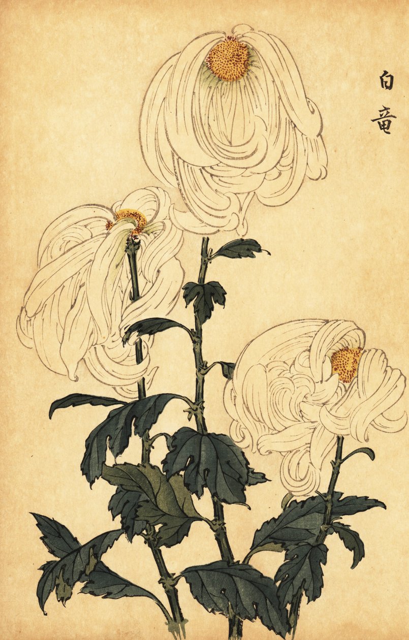 Hybrid hvid krysantemum., 1893 (gravering) af Keika Hasegawa