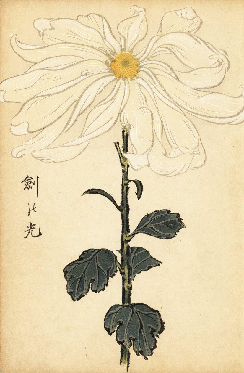 Hybrid hvid krysantemum., 1893 (gravering) af Keika Hasegawa