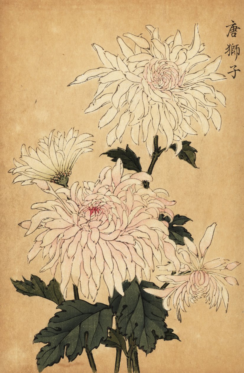 Hybrid hvid krysantemum, Chrysanthemum indicum. ,1893 (gravering) af Keika Hasegawa