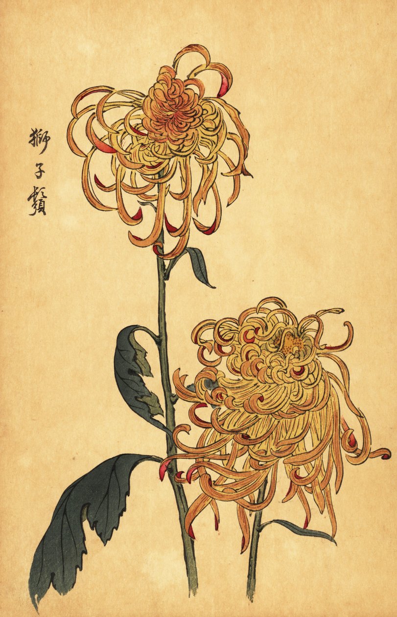 Hybrid gul og orange edderkop krysantemum., 1893 (gravering) af Keika Hasegawa
