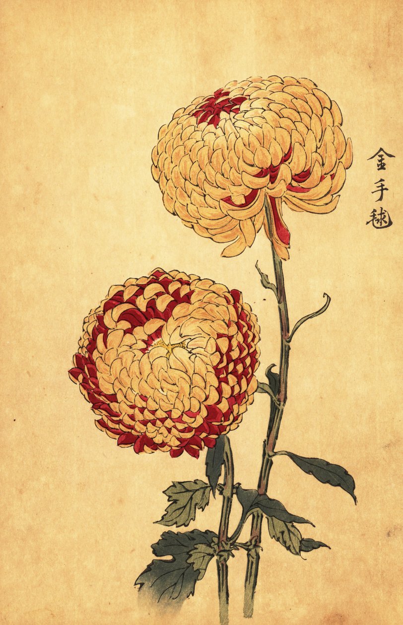 Hybrid gul og skarlagen pompon krysantemum., 1893 (gravering) af Keika Hasegawa