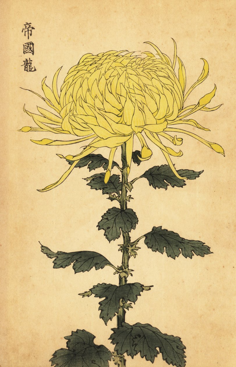 Hybrid gul krysantemum., 1893 (gravering) af Keika Hasegawa