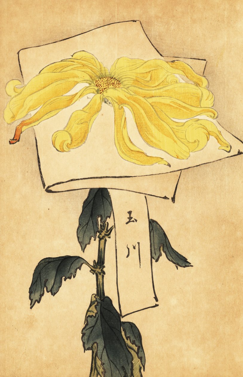 Hybrid gul krysantemum, Chrysanthemum indicum. ,1893 (gravering) af Keika Hasegawa