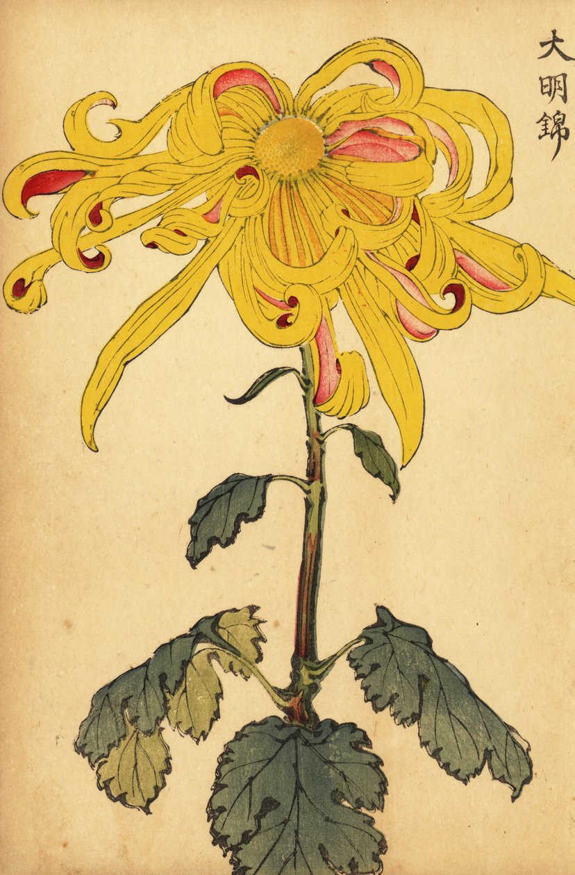 Hybrid gul uregelmæssig krysantemum., 1893 (gravering) af Keika Hasegawa