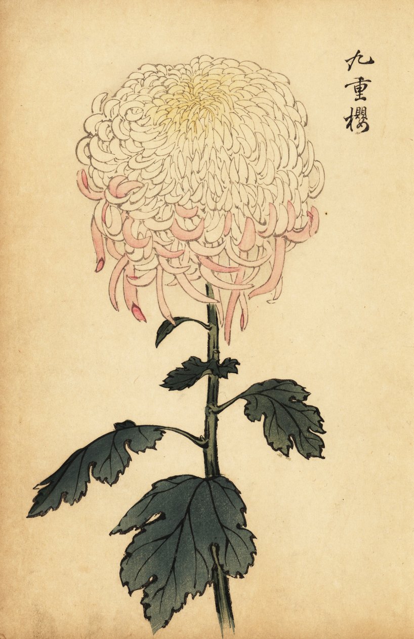 Broget hvid og pink krysantemum., 1893 (gravering) af Keika Hasegawa