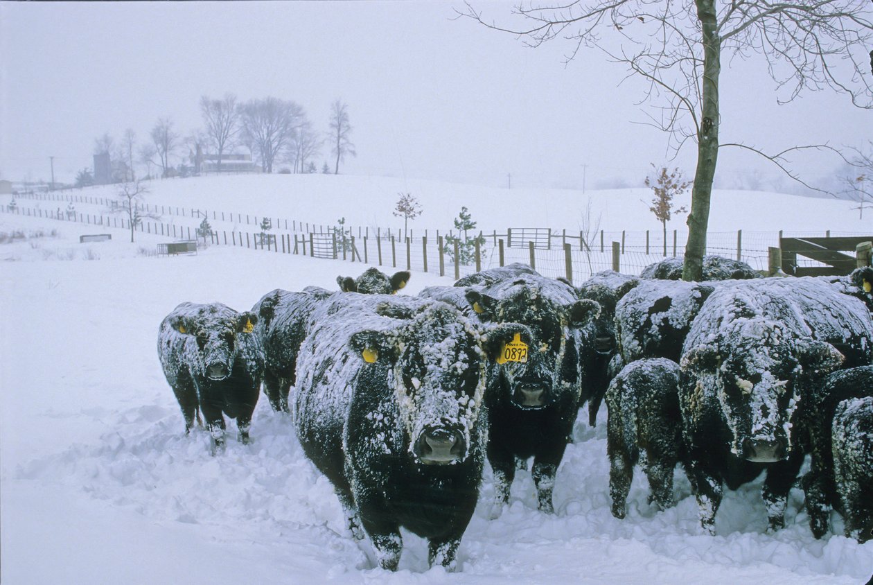 Kvæg, Fauquier County, VA, vinter, sne, 2006 (foto) af Kenneth Garrett