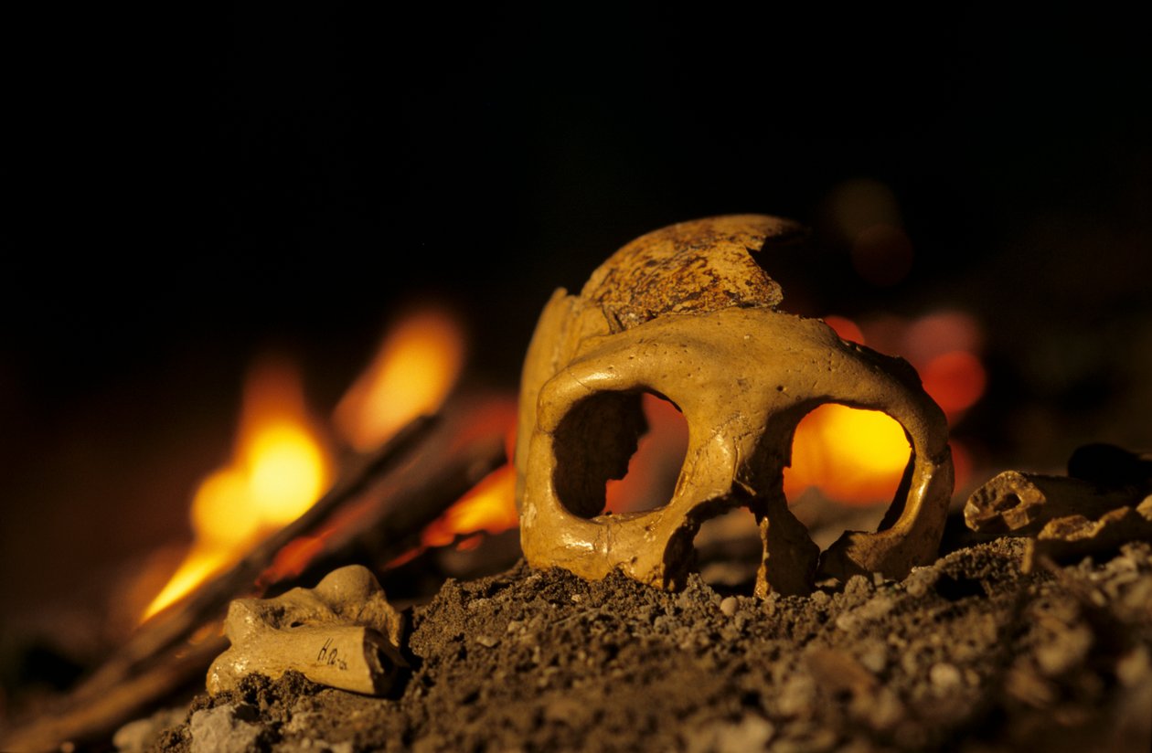DOH; Neandertalere 130.000 år gamle, kranie af kvinde, Krapina 3, Krapina Cave, Balkan af Kenneth Garrett