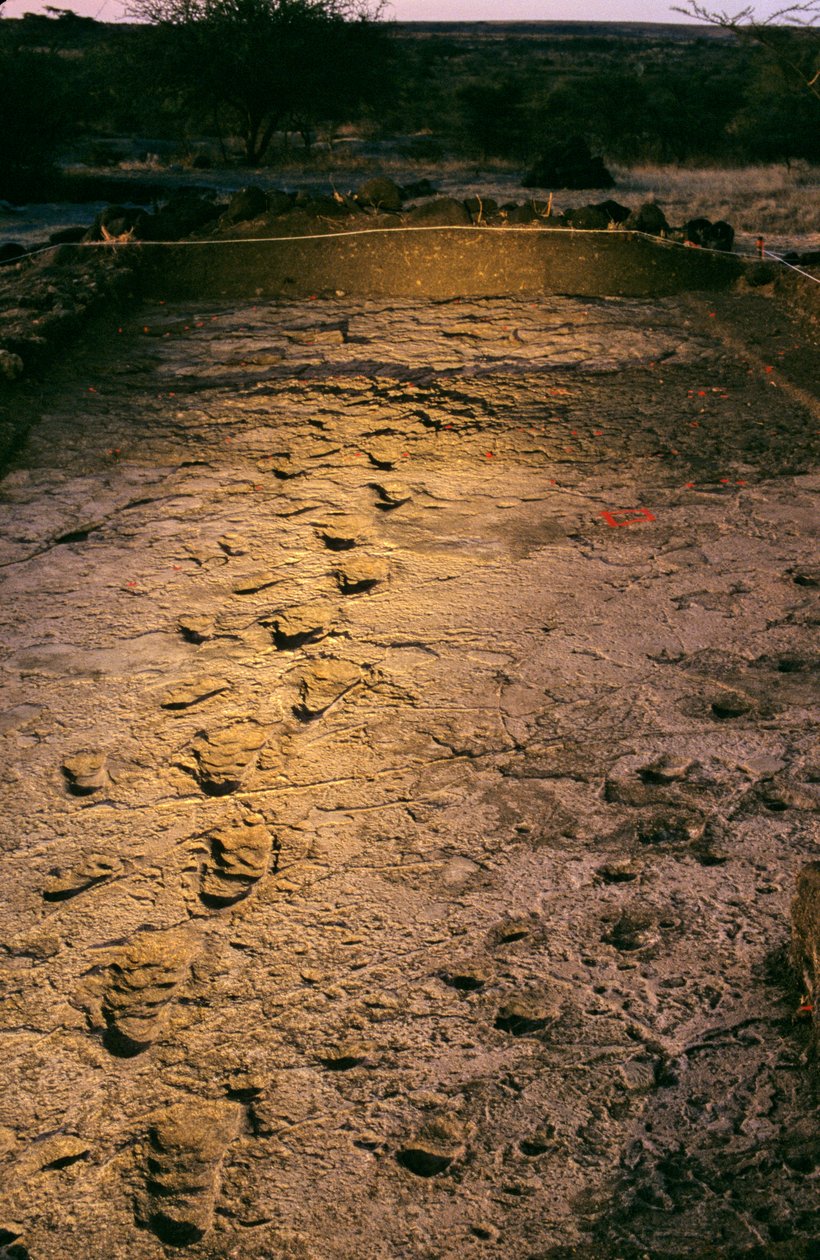DOH; The First Steps,3,6 millioner år gamle, fodspor i våd vulkansk aske, opdaget..., 2008 (foto) af Kenneth Garrett