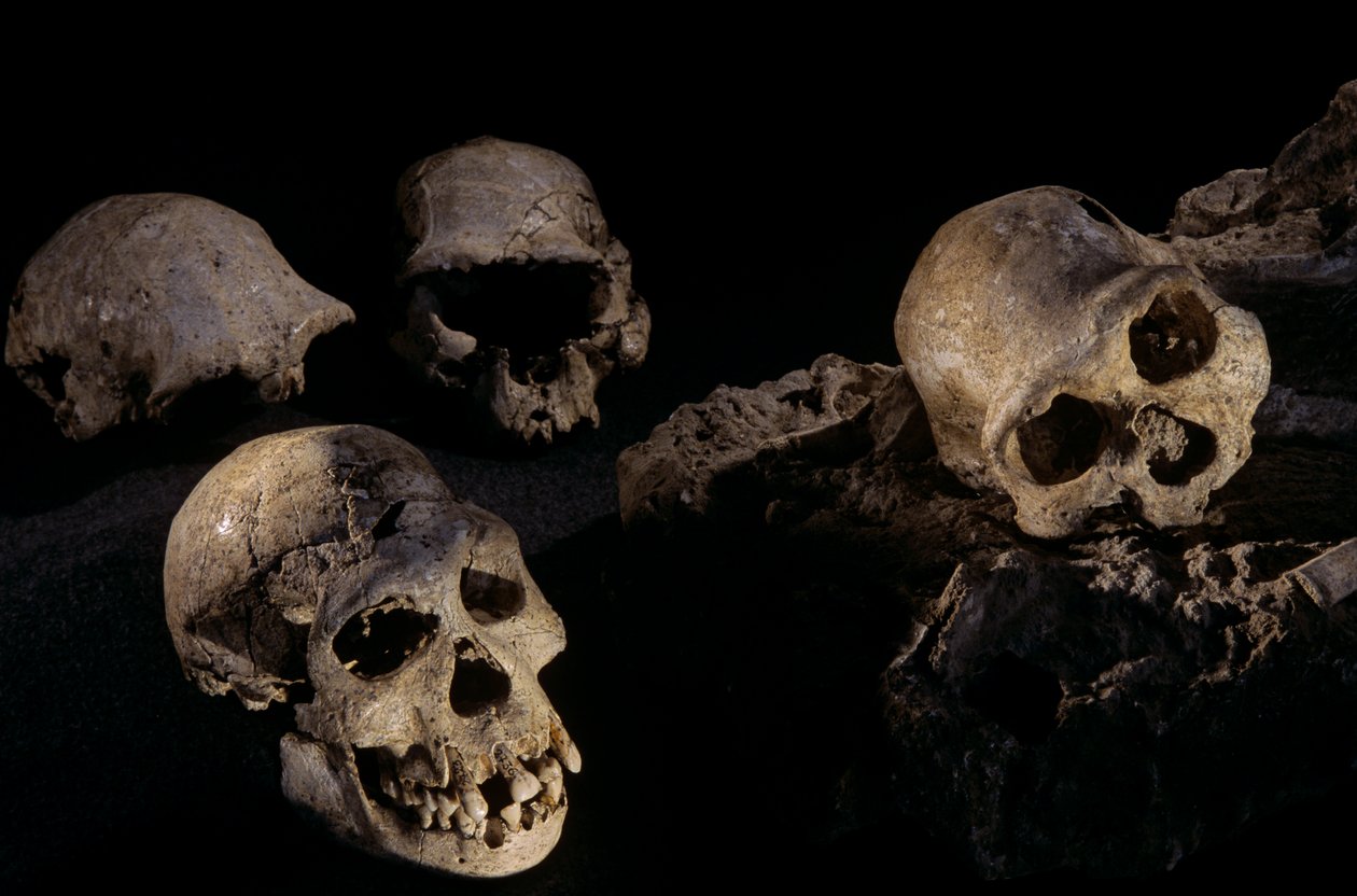 Fire kranier fra Dmanisi, Dmanisi, Georgien Homo Erectus-lokalitet af Kenneth Garrett