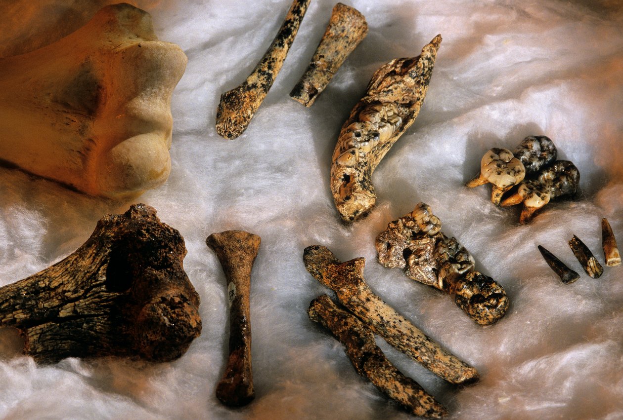 Hominidknogler med det moderne menneskes overarmsknogle (øverst til venstre) til størrelsessammenligning, Drimolean... af Kenneth Garrett