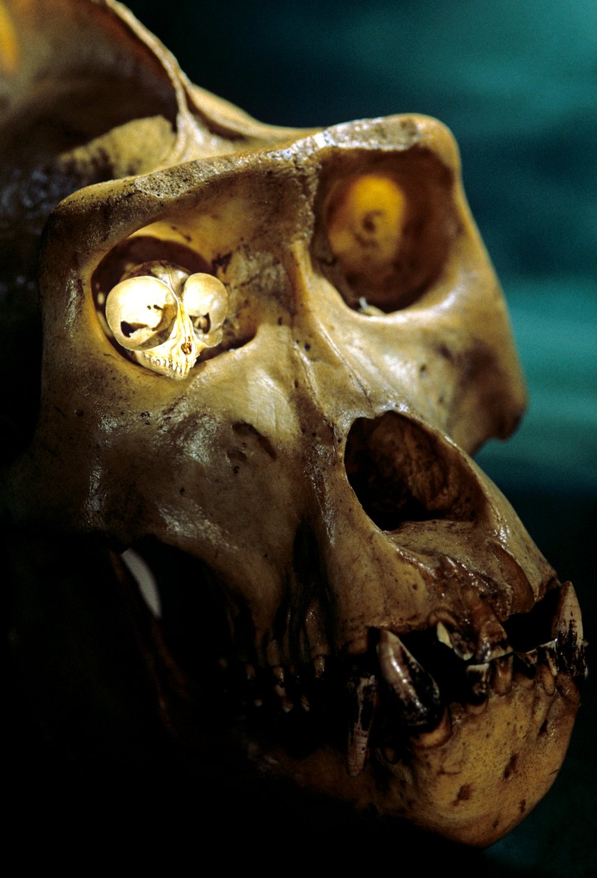 Homo Erectus, Gorilla og Tarsier, Største og mindste primater, Bruce Latimers laboratorium... af Kenneth Garrett