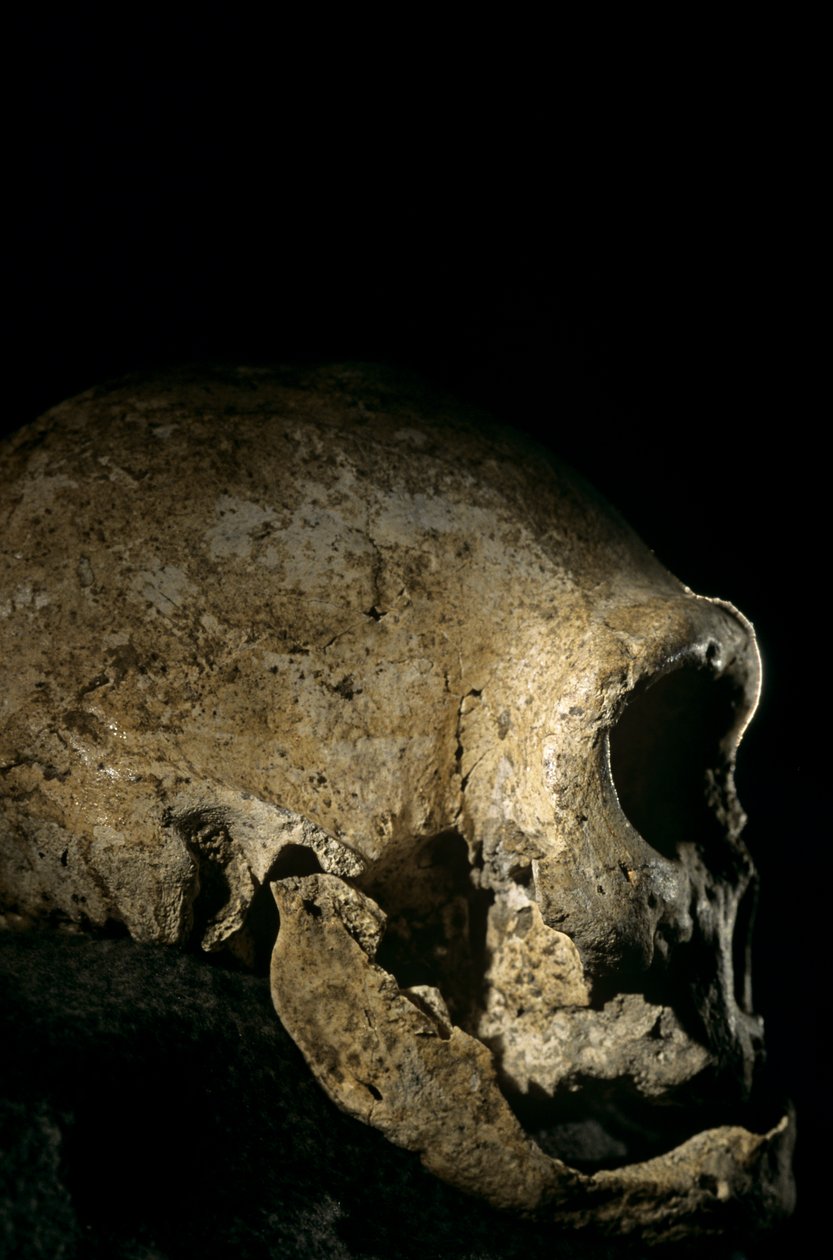 Homo erectus-kranium, tandløst, Dmanisi, Georgien Homo erectus-fundsted af Kenneth Garrett