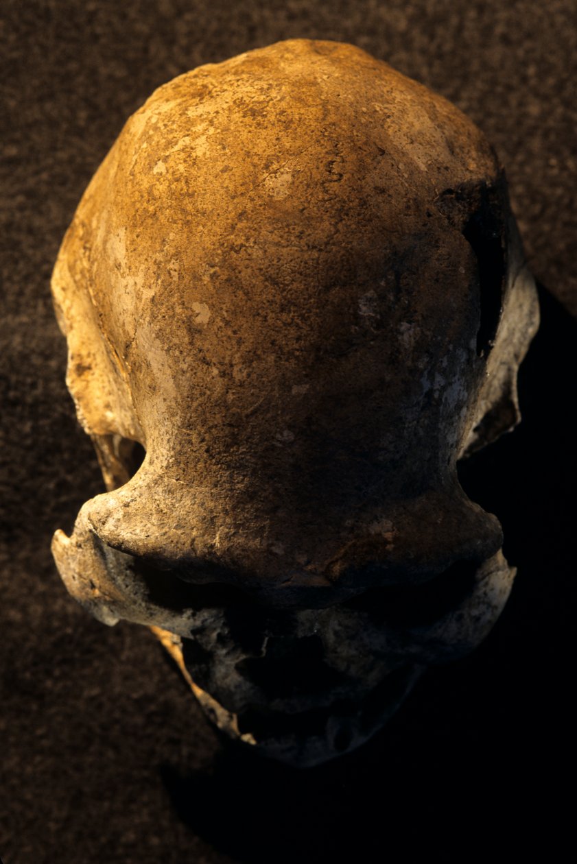 Homo erectus-kranium, tandløst, Dmanisi, Georgien Homo erectus-fundsted af Kenneth Garrett