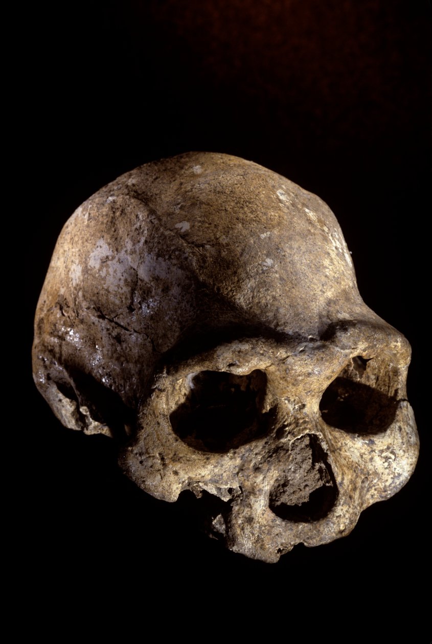 Homo erectus-kranium, tandløst, Dmanisi, Georgien Homo erectus-fundsted af Kenneth Garrett