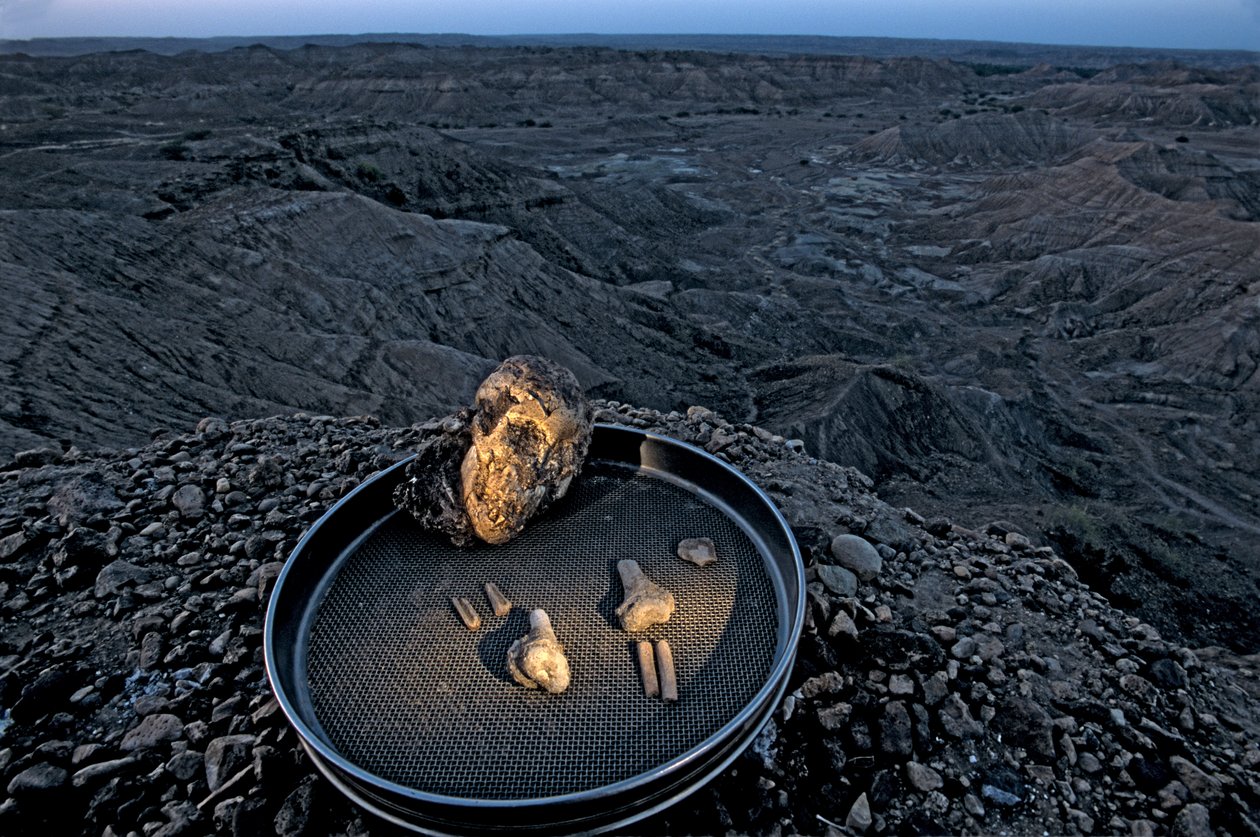 Lucys barn, Zeray Alemseged, Australopithicus Afarensis, Etiopien, palæontolog,..., 2006 (foto) af Kenneth Garrett