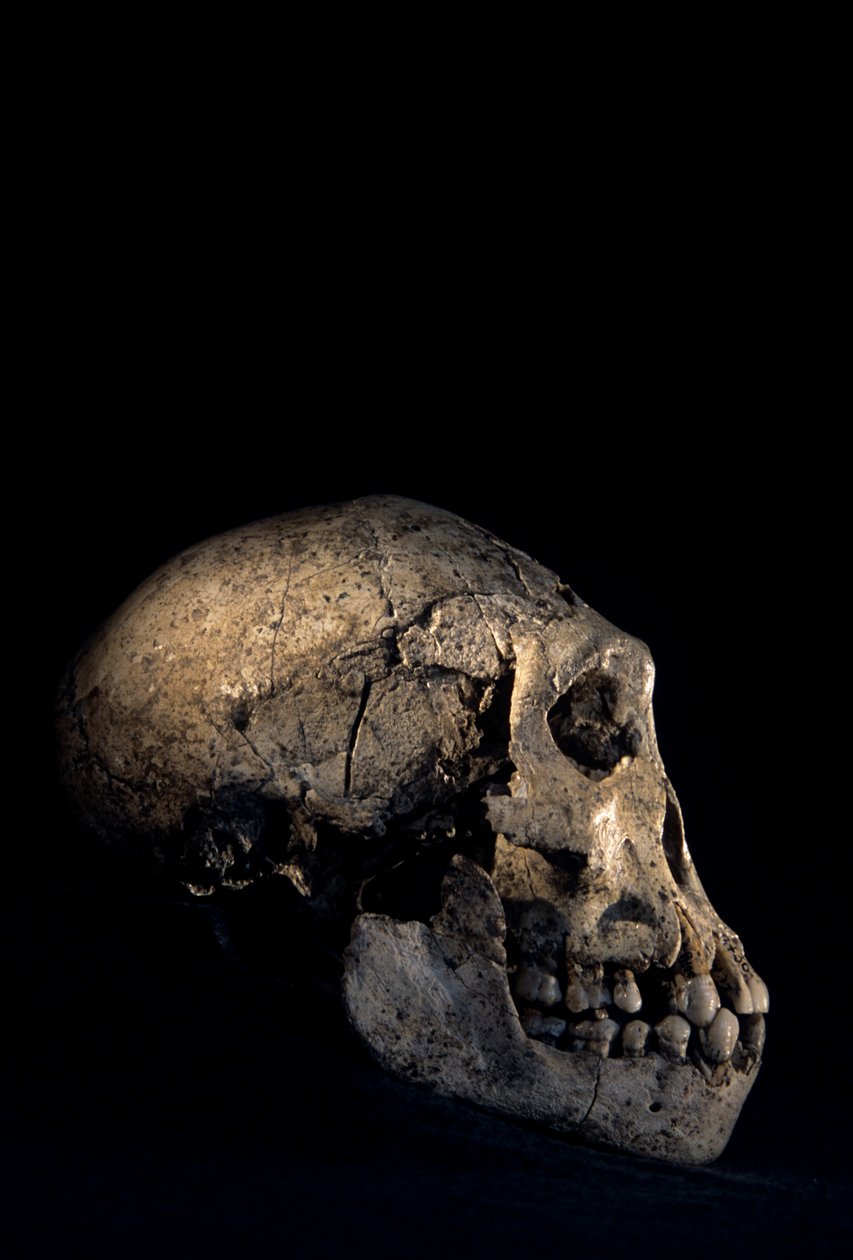 Kranie fundet ved Dmanisi, Dmanisi, Georgien, Homo erectus-fundsted af Kenneth Garrett