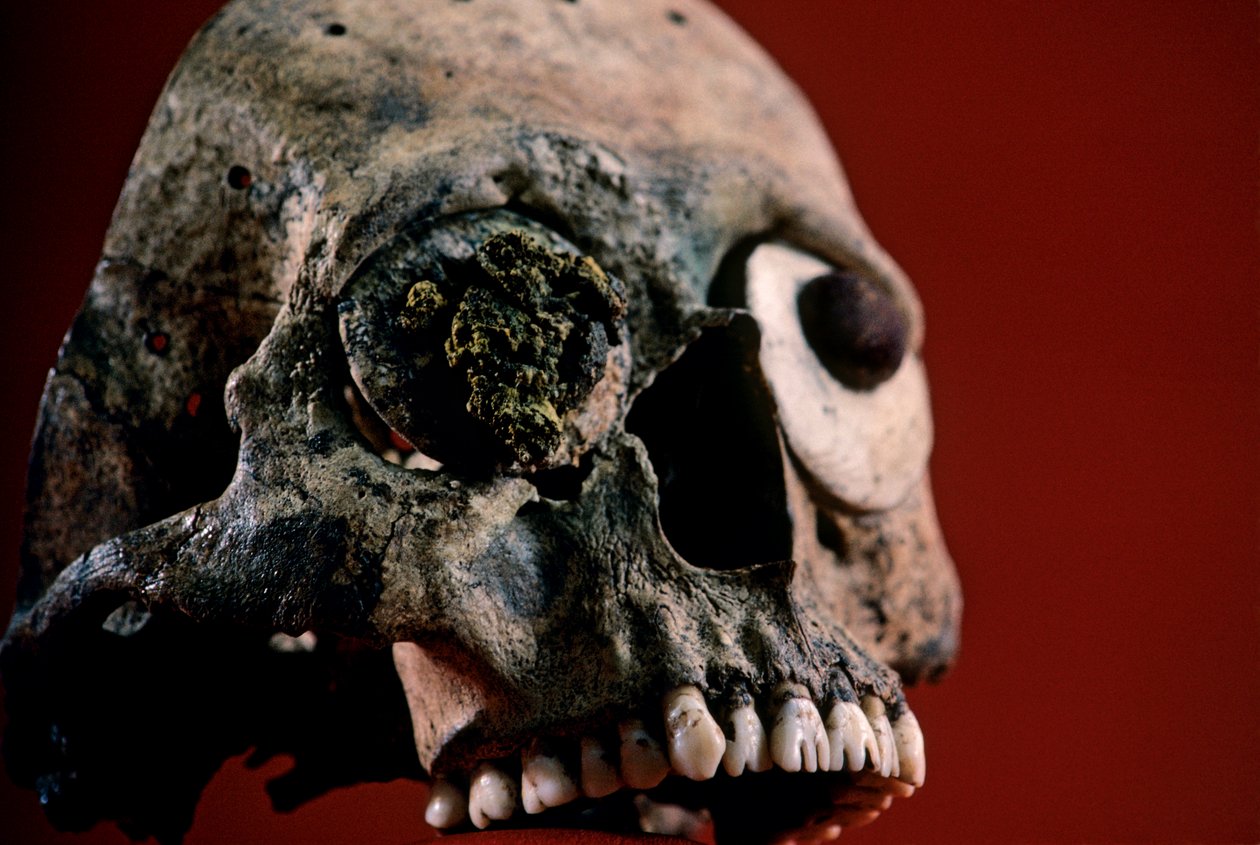 Kranie med filede tænder, Aztec, Mexico, Templo Mayor, 2010 (foto) af Kenneth Garrett