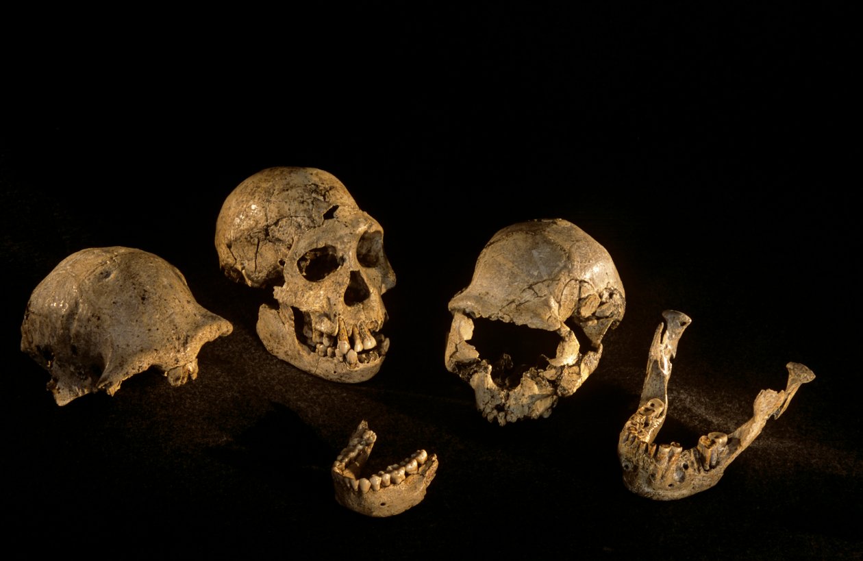 Kranier og underkæber fra Dmanisi, Dmanisi, Georgien Homo Erectus-lokalitet af Kenneth Garrett