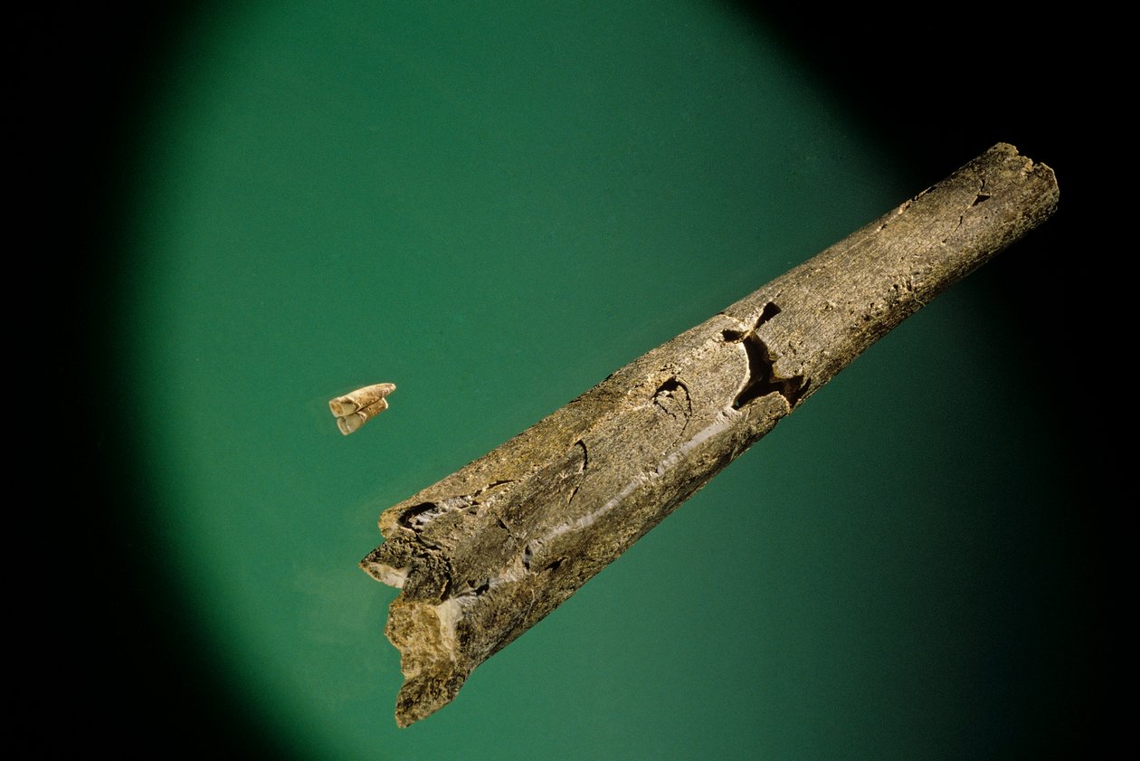 Skinneben og nedre fortænder, Boxgrove, England, 500000 BP, Homo Heidelbergensis-fossiler af Kenneth Garrett