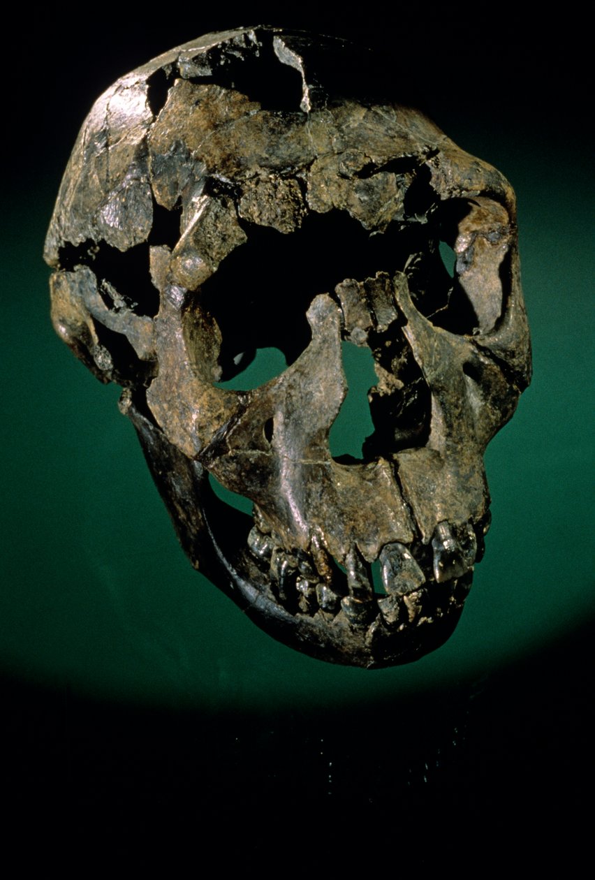 Turkana-dreng, Kenya, Vestturkana, Turkanasøen, KNMER-WT15000, H. erectus, Nariokotome..., 2008 (foto) af Kenneth Garrett