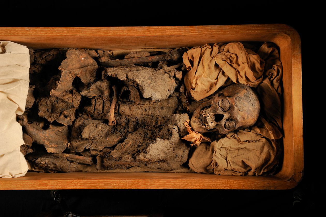 mm7864; Tutankhamon; 18. dynasti; Det Nye Rige; Det Egyptiske Museum; Cairo; DNA; samp..., 2005 (foto) af Kenneth Garrett