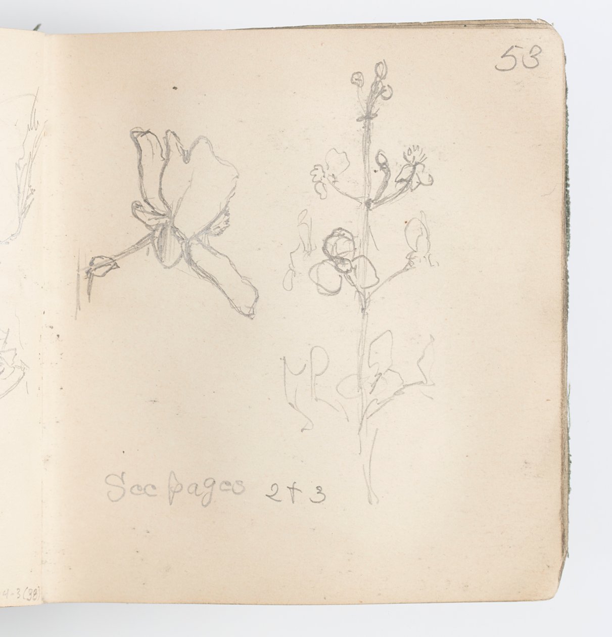 Skitsebogsside: Skitse af blomst af Kenyon Cox