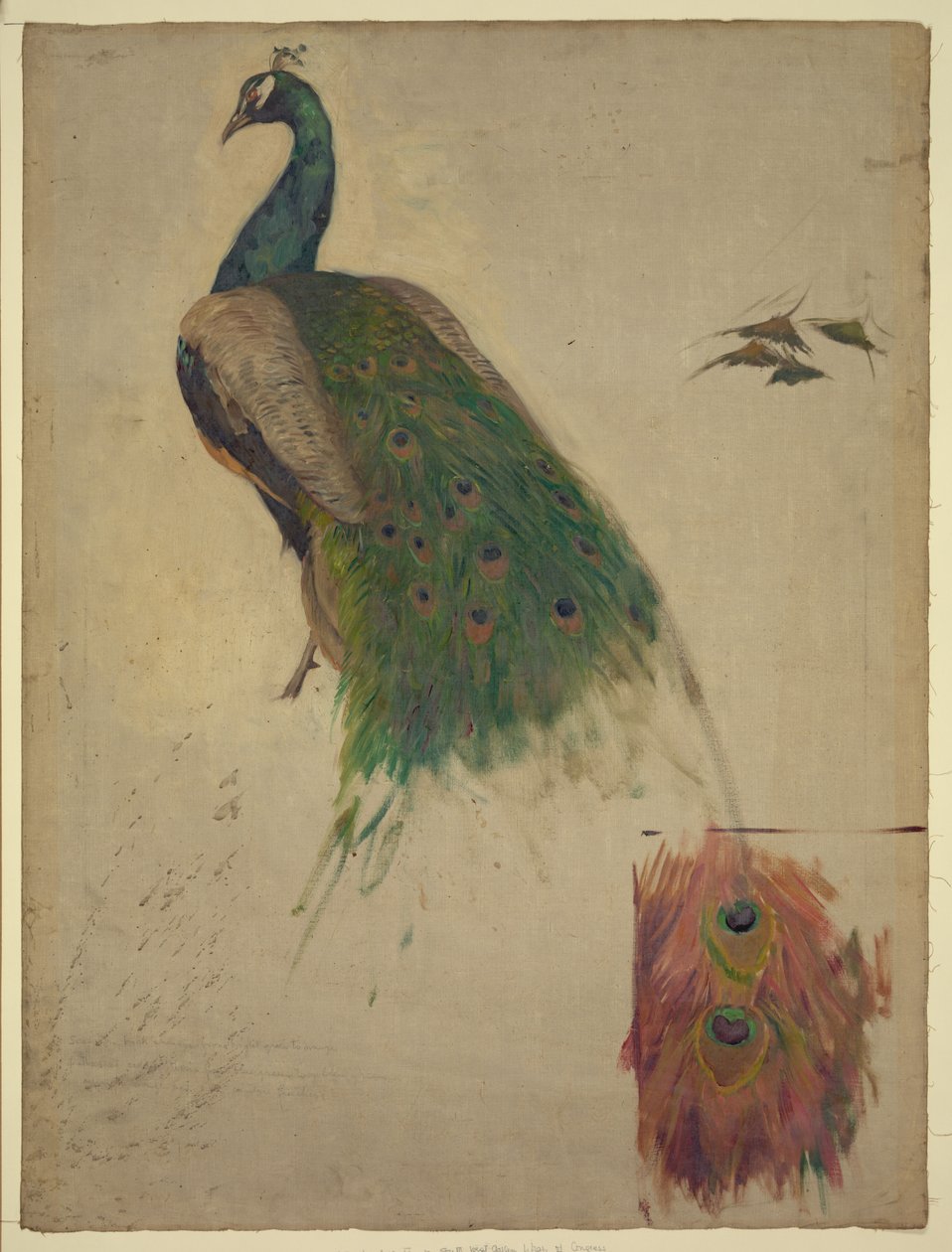 Videnskaberne, studie for påfugl i tympanon, sydvestlige galleri, dekoration for Library of Congress Abstrakt/medium af Kenyon Cox