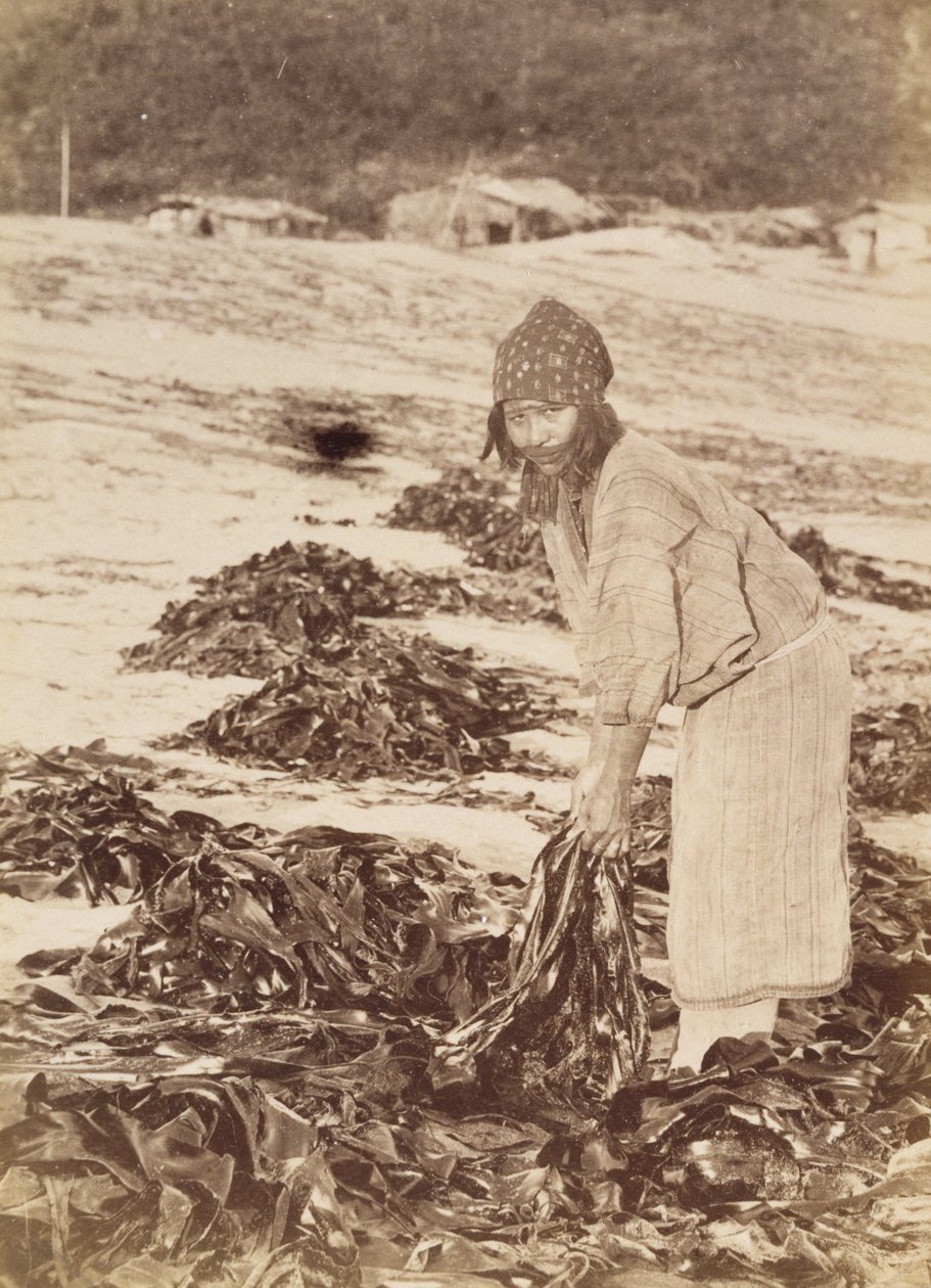 Ainu kvinde høster tang, ca. 1900 (albumin sølvtryk) af Kenzô Tamoto