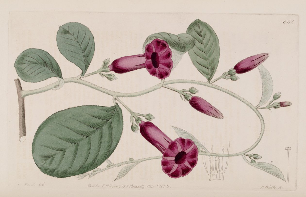 Argyreia cuneata af Ker Gawler