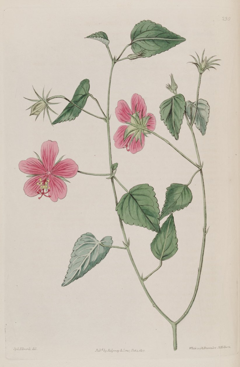 Hibiscus Phoeniceus af Ker Gawler