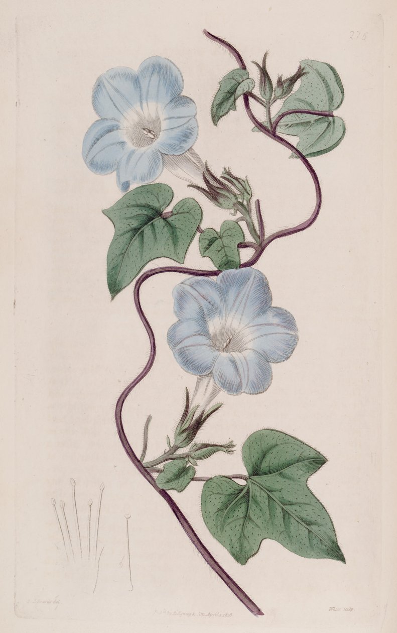 Ipomoea hederacea af Ker Gawler