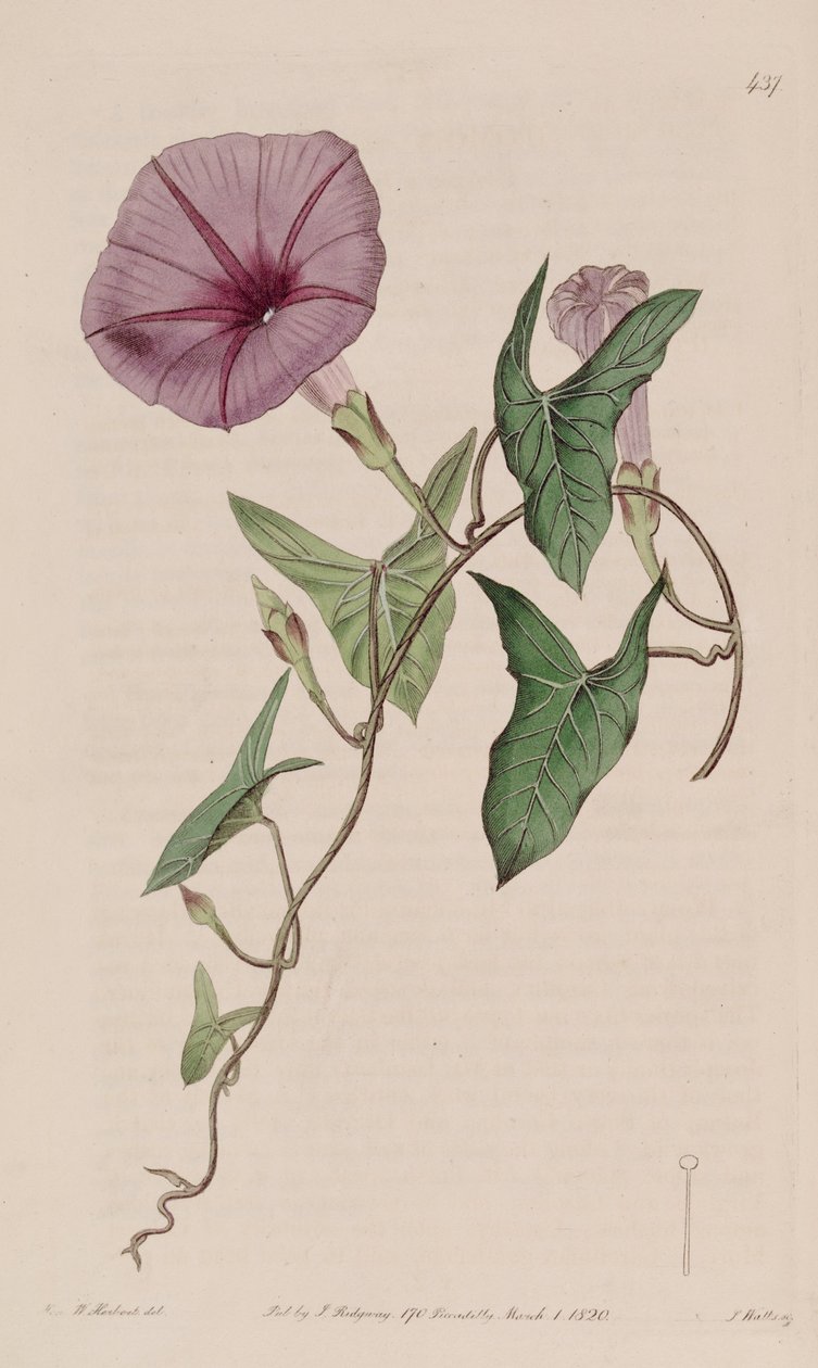 Ipomoea sagittata af Ker Gawler