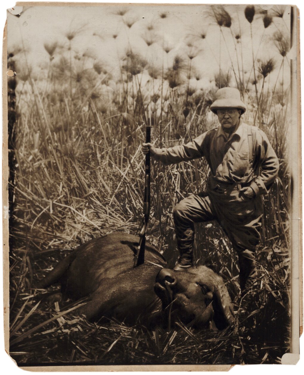 Oberst Roosevelt står ved siden af en vandbøffel, som han har skudt (sepia foto) af Kermit Roosevelt