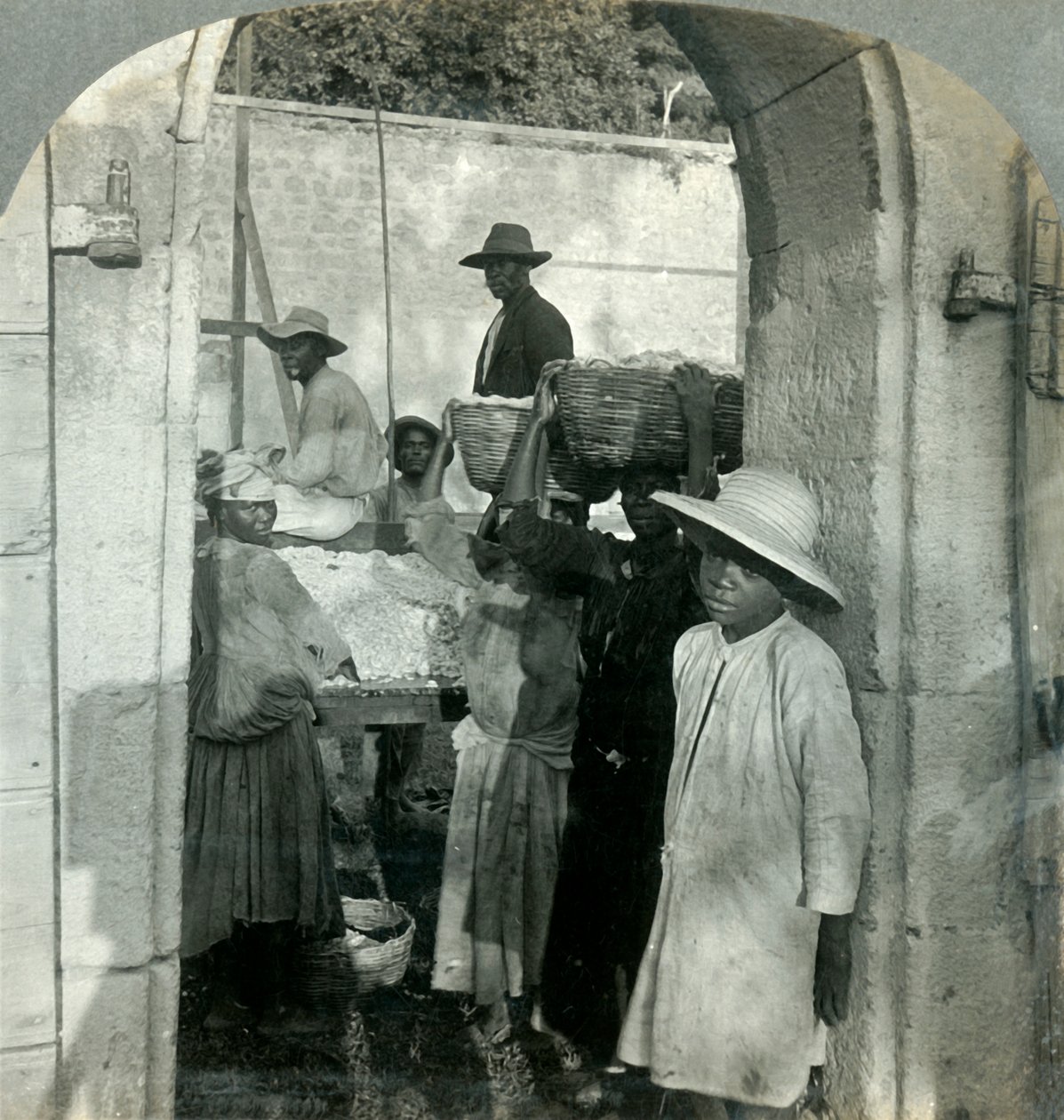 Cacao Fresh from the Pods, Dominica, B.W.I., 1893. af Keystone View Company