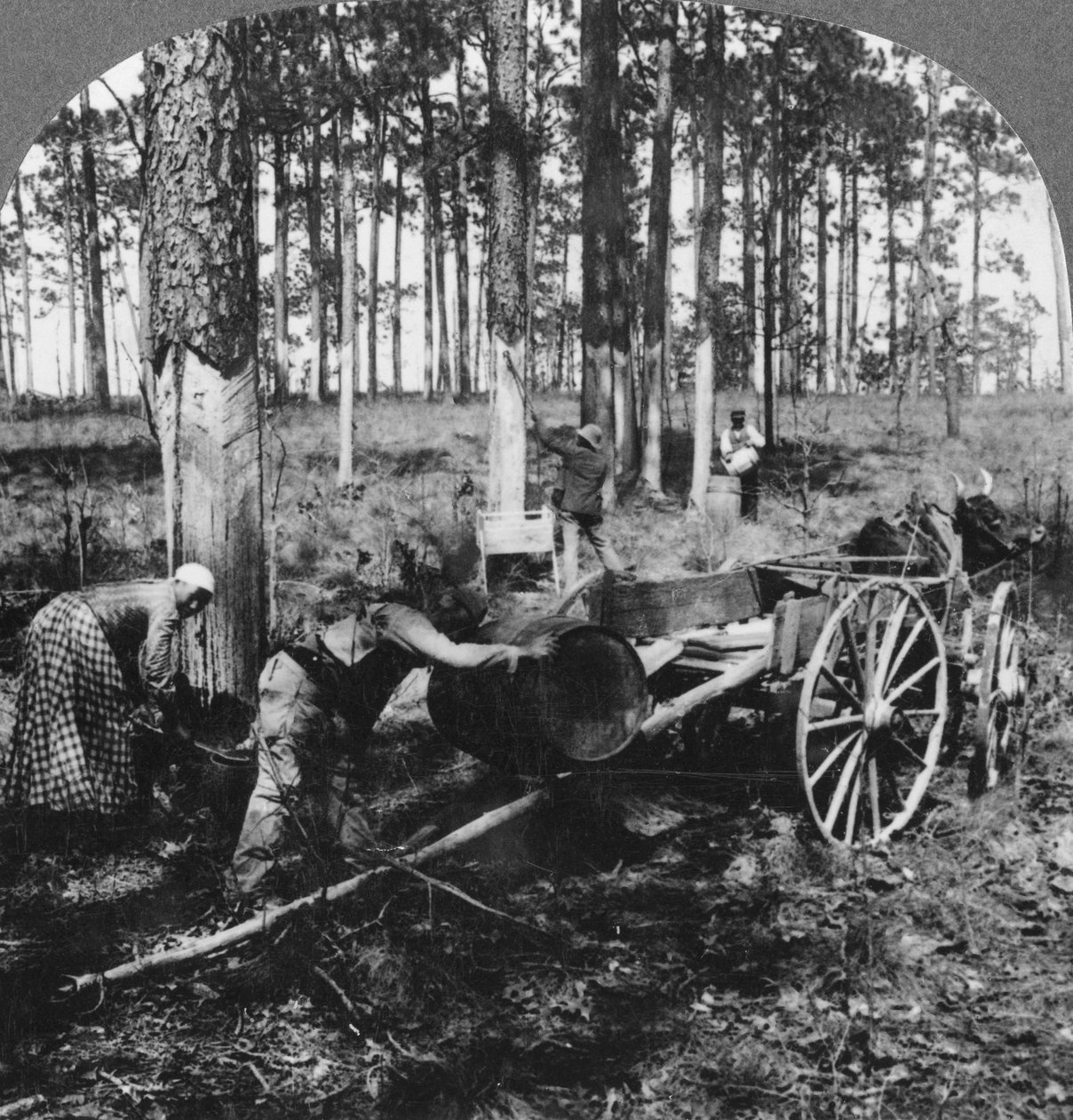 I en stor fyrreskov, samler terpentin, North Carolina, USA, slutningen af det 19. eller begyndelsen af det 20. århundrede af Keystone View Company