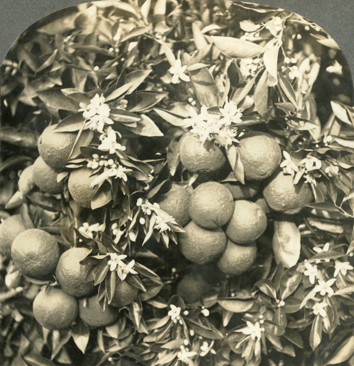 Appelsinblomster og modne appelsiner vokser på det samme træ, Californien, c1900. af Keystone View Company