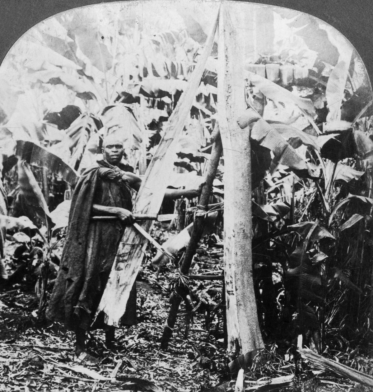 Skrælning af bark til fremstilling af barkklud, Uganda, slutningen af det 19. eller begyndelsen af det 20. århundrede af Keystone View Company