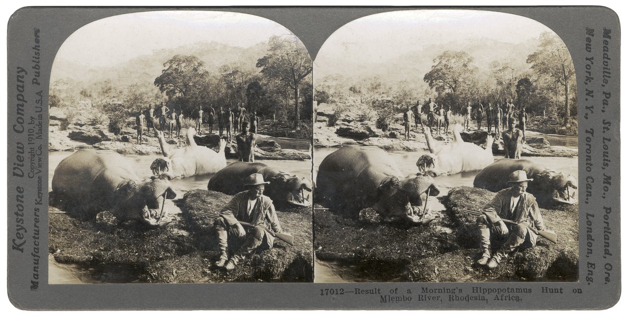Resultatet af en morgens flodhestjagt på Mlembo-floden, Rhodesia, Afrika, 1910 af Keystone View Company