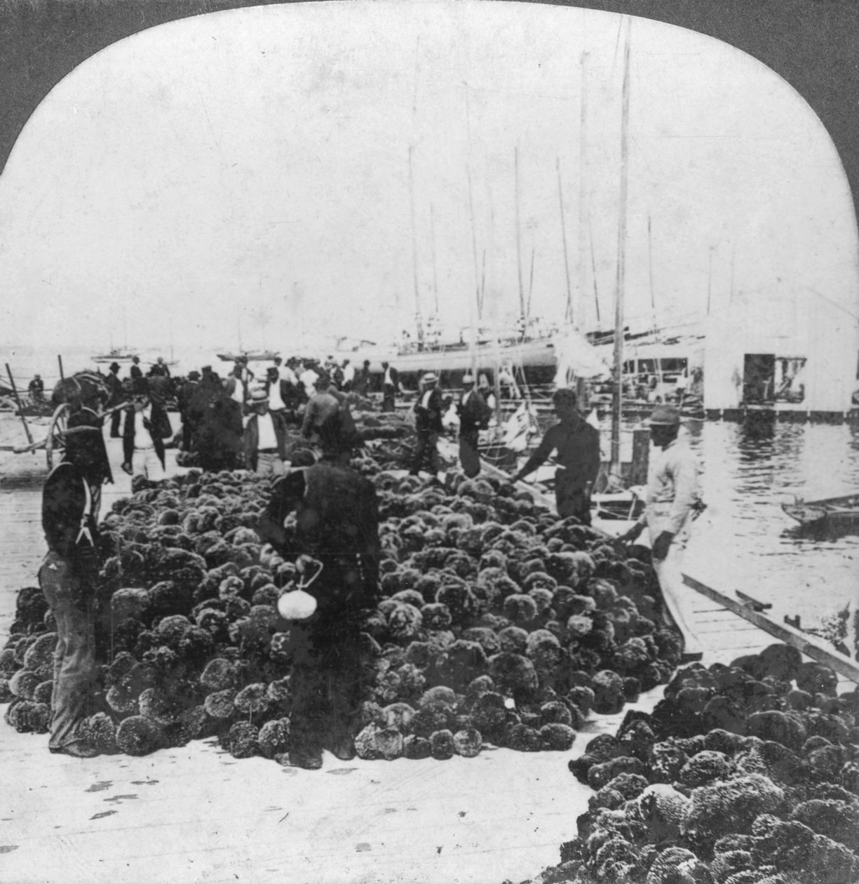 Svampemarked, Key West havn, Florida, USA, c1900 af Keystone View Company