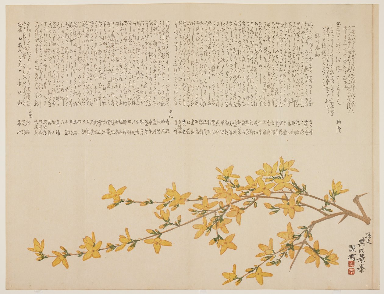 Japansk gul rose eller Yamabuki, ca. 1818-29 (træbloktryk i farver) af Kid Kageyasu