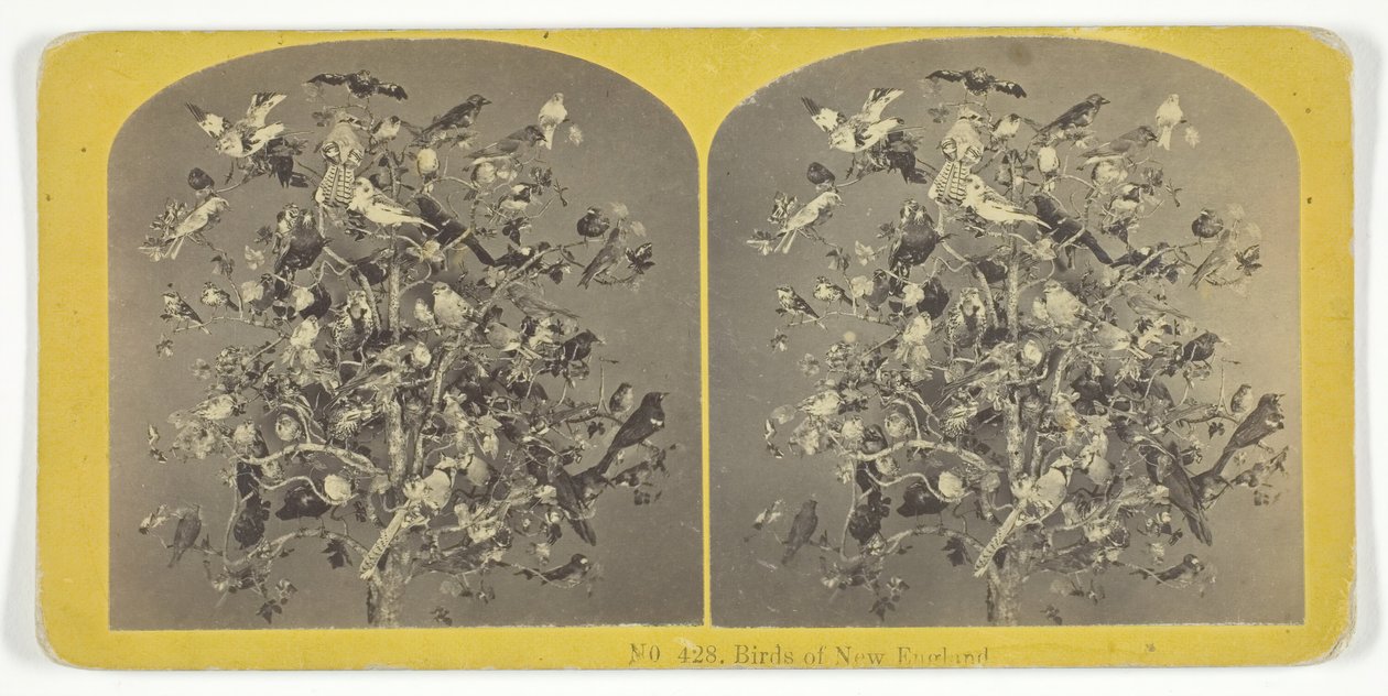 Birds of New England, 185575. Skabere: Kilburn Brothers, BW Kilburn. af Kilburn Brothers, BW Kilburn