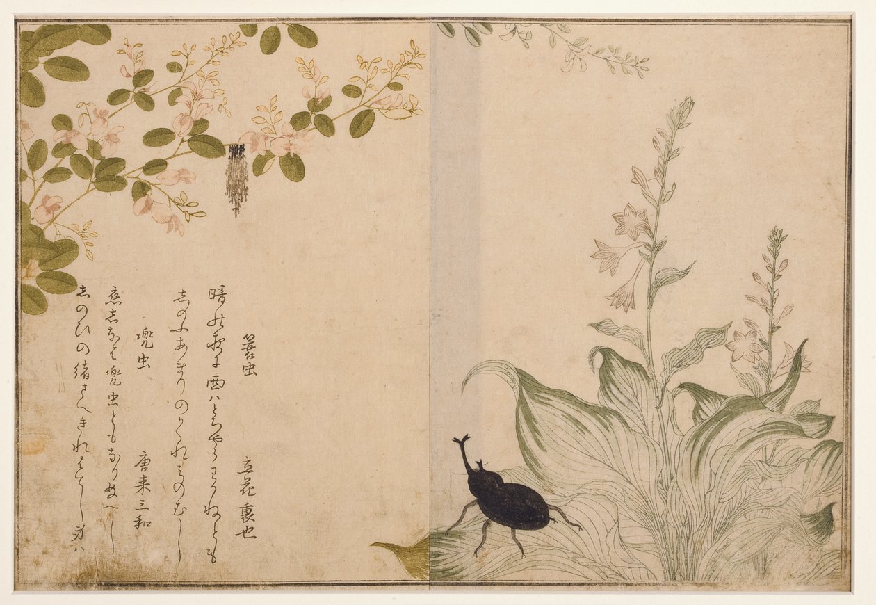 Kurveorm og hjelmbille, 1788 (træblok) af Kitagawa Utamaro