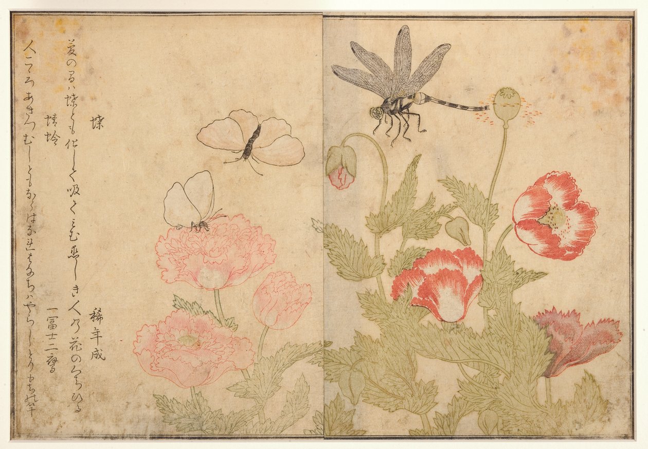 Sommerfugl og guldsmede, 1788 (træblok) af Kitagawa Utamaro