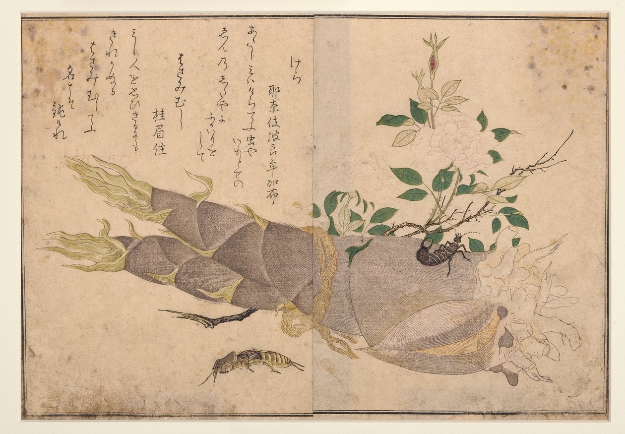 Ørentvist og muldvarpe-cricket, 1788 (træblok) af Kitagawa Utamaro
