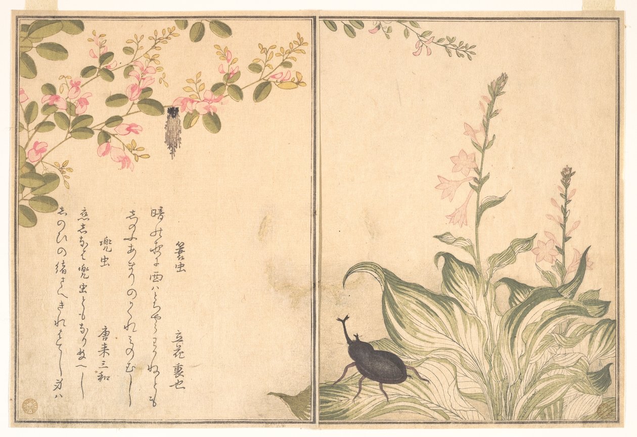 Sækspinderlarve (Minomushi); næsehornsbille (Kabutomushi), fra Billedbog om krybende skabninger (Ehon mushi erami) af Kitagawa Utamaro
