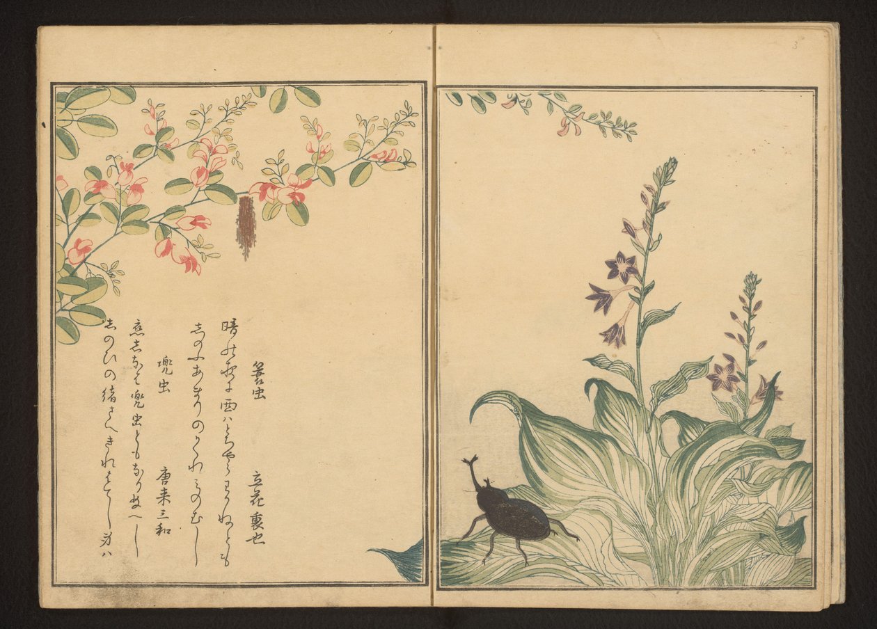Kurveorm og hjelmbille på buskløver og stenporreblomst af Kitagawa Utamaro