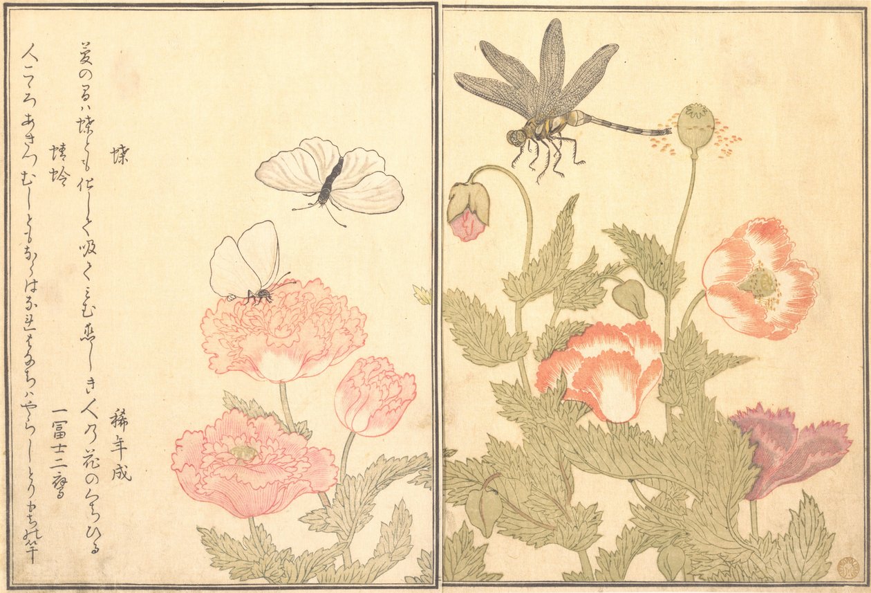 Skrevet af Hiterfly, Dragonfly Haze eller Dragonfly, 1788. af Kitagawa Utamaro